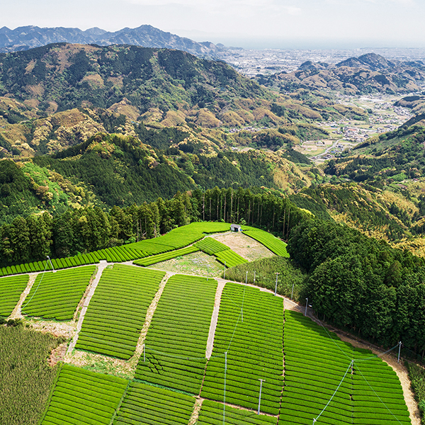 「飲むだけでESG貢献――衰退する茶畑を救う新サービス「ChaaS」の挑戦