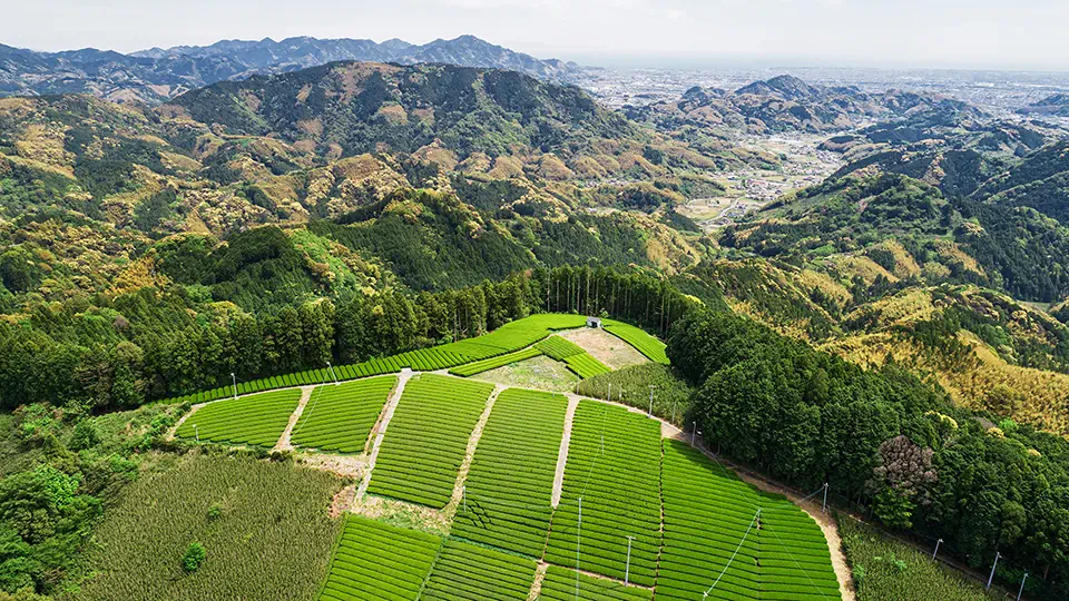 飲むだけでESG貢献――衰退する茶畑を救う新サービス「ChaaS」の挑戦
