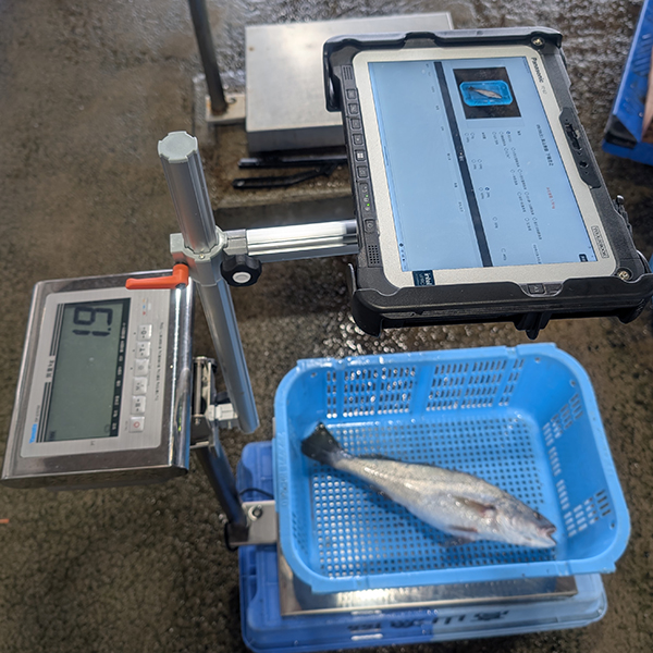 魚の価値を最大化し、地域を豊かに。AI計量システムで切り拓く水産業の未来