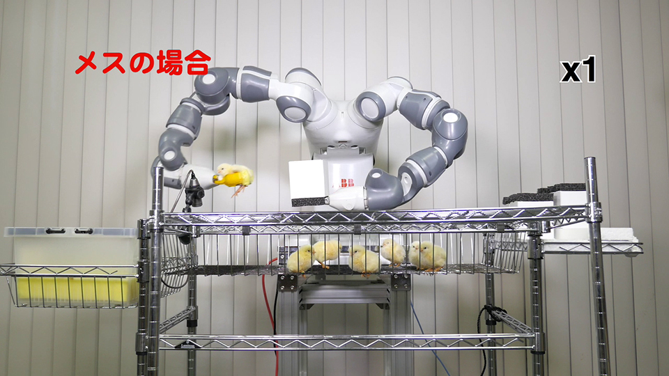 実際にヒヨコを優しく救い上げる双腕型ロボットのマニピュレーション