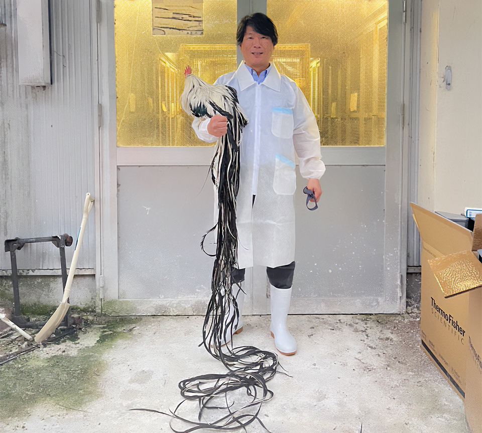 日本鶏資源開発プロジェクト研究センターにて特別天然記念物「尾長鶏」と