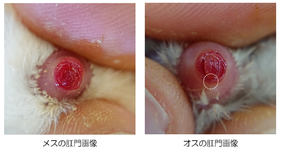 肛門の形状の違い（点線部分に生殖突起が見られる）