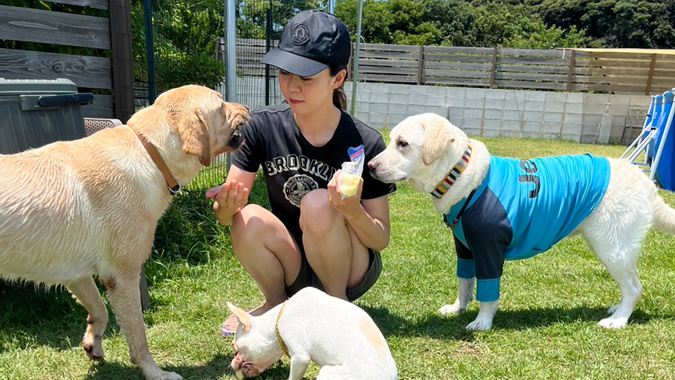 ドナーとドッグランで遊ぶ様子